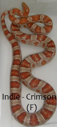 Eastern Corn Snake, Pantherophis g. guttatus
