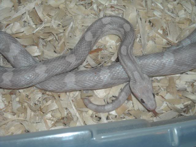 Eastern Corn Snake, Pantherophis g. guttatus