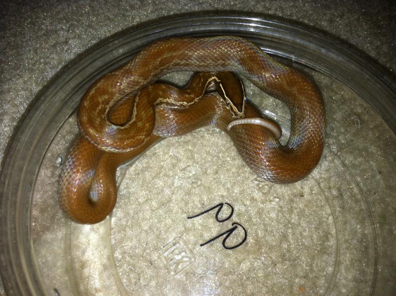 Brown House Snake, Lamprophis fuliginosis