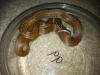 Brown House Snake, Lamprophis fuliginosis fuliginosis