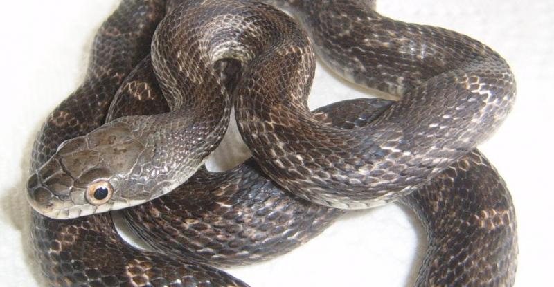 Black Rat Snake, Pantherophis o. obsoletus