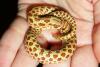 Western Hognose Snake, Heterodon nasicus nasicus