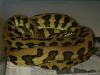 Jungle Carpet Python, Morelia spilotes cheynei