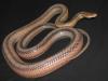 Baird's Rat Snake, Pantherophis bairdi bairdi
