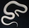 Florida Pine Snake, Pituophis melanoleucus mugitus