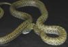 Kunashir Isand  Rat Snake, Elaphe climacophora kunashirensis