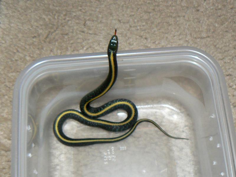 Santa Cruz Garter Snake, Thamnophis a. atratus