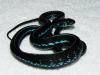 Puget Sound Garter Snake, Thamnophis sirtalis pickeringii