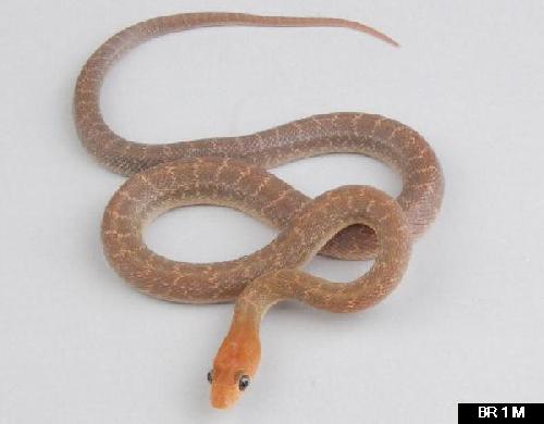 Baja California Rat Snake, Bogertophis rosaliae
