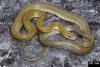 Northern Green Rat Snake, Senticolis triaspis intermedia