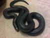 Black Milk Snake, Lampropeltis triangulum gaigiae