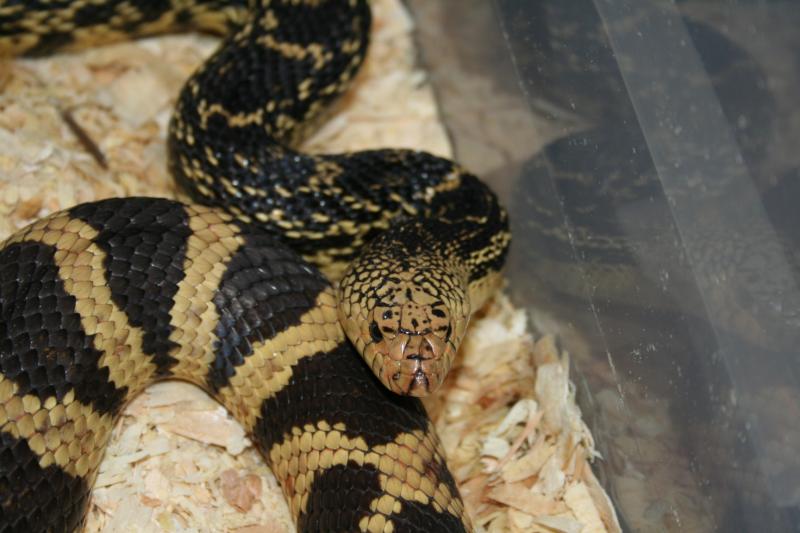 Louisiana Pine Snake, Pituophis ruthveni