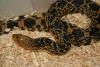 Louisiana Pine Snake, Pituophis ruthveni ruthveni