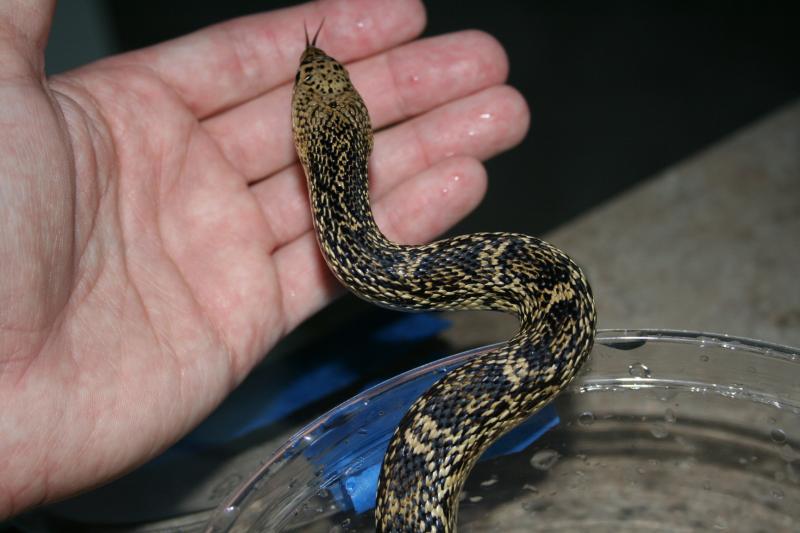 Louisiana Pine Snake, Pituophis ruthveni