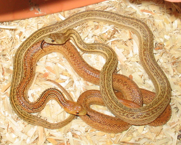 Pacific Gopher Snake, Pituophis c. catenifer
