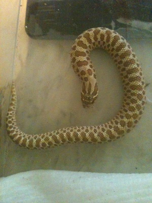 Western Hognose Snake, Heterodon n. nasicus