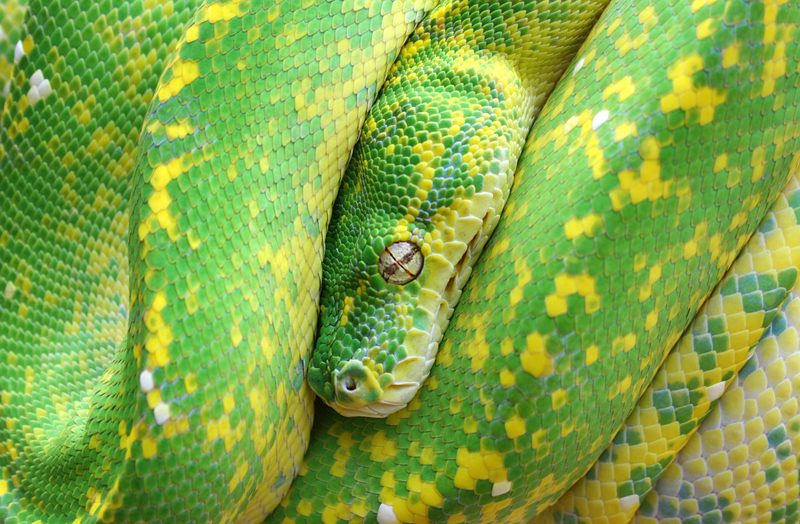 Green Tree Python, Morelia viridis