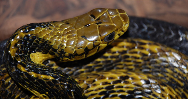 Yellow-bellied Puffing Snake, Pseustes sulphureus