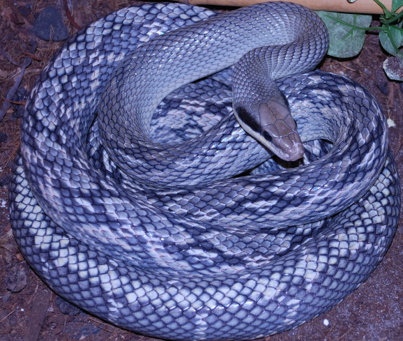 Blue Beauty Snake, Orthriophis taeniurus callicyano