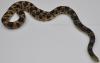 Eastern Pine Snake, Pituophis melanoleucus melanoleucus