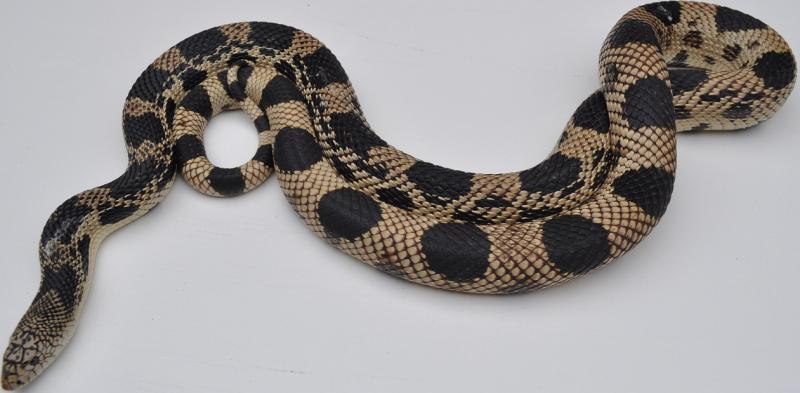 Eastern Pine Snake, Pituophis m. melanoleucus